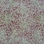 Gold & red chrysanthemums Japanese quilting fabric